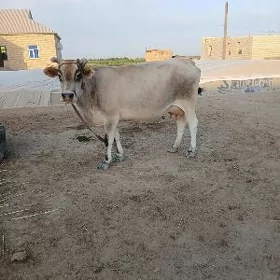 Goleli sygyr