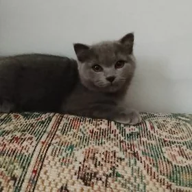 котёнок