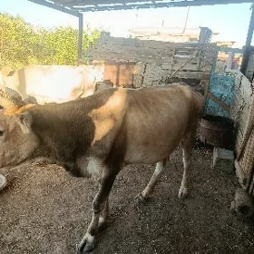 Göleli sygyr