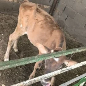 göle