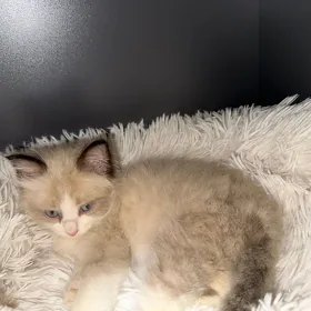 шотландский блю поинт