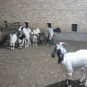 gecı