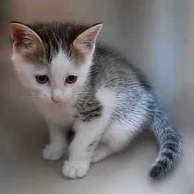 pisik котенок