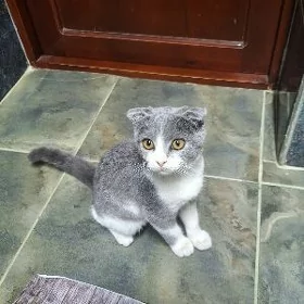 paroda pişik