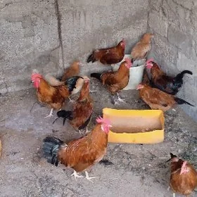 Yaş Horazlar