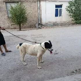 çopan