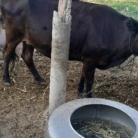 Gibrit göleli sygyr