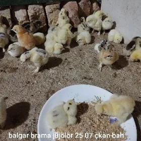 brama balgar jüje