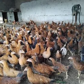 towuk  ỳașajik