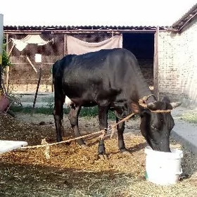 Sygyr Çorny Piýastot Bogaz
