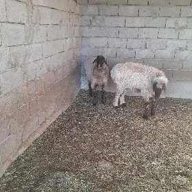 Goýunlar