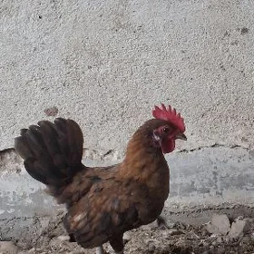 karlik horaz
