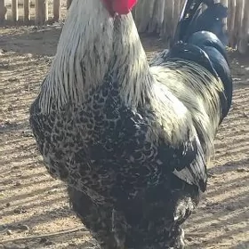 arginam brama tovuklar