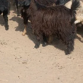 Çebiş