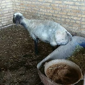 GOÇ