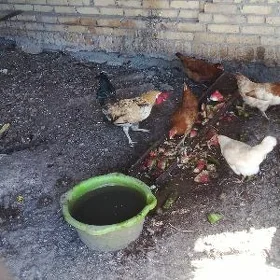 месни хораз