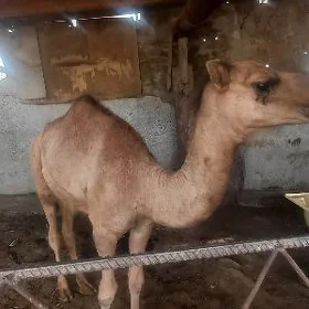 Ogşuk