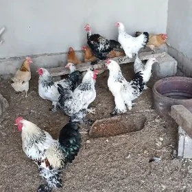 Brama horozlar