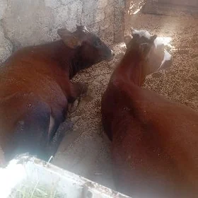 Göle