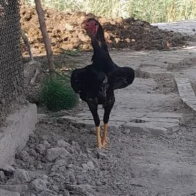 баес хораз