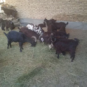 çebişler