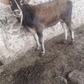 semiz öküz