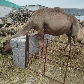 köşekli Düýe