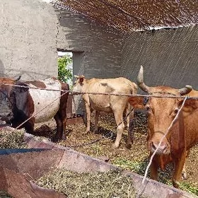 boğaz