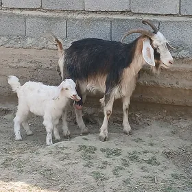 Owlakly geçi
