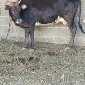 şwes göleli sygyr