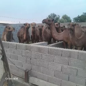 gysyr duye