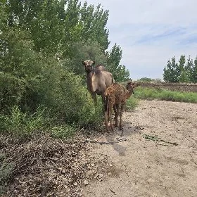 Duye kosekli