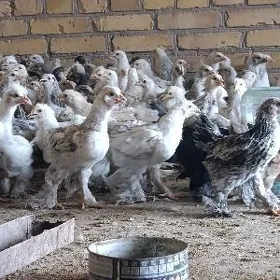 BRAMA BALGAR JÜŶĴE