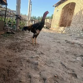 baysy