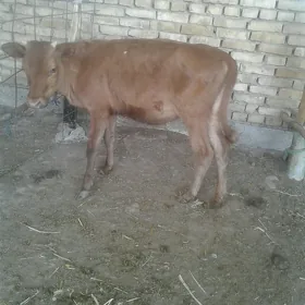 gulajn göle