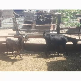 geçi we serke