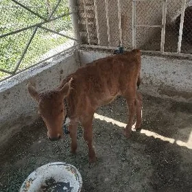 Голели Сыгыр