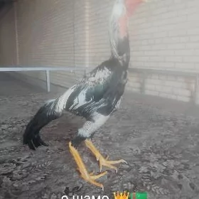 О шамо тунке