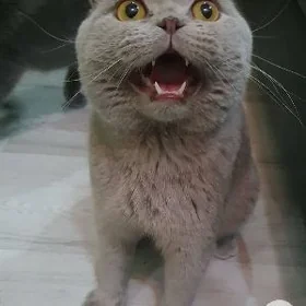 Вислоухий КОТ