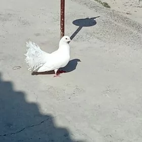 Guşlar