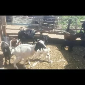 owlakly geçiler