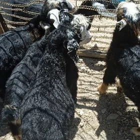 owlakly geçiler