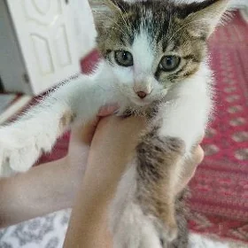 Pişik