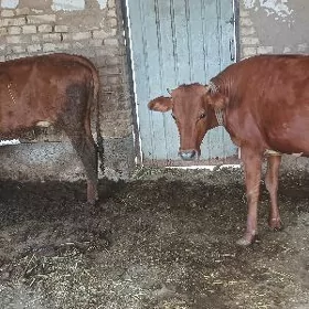 gulajynlar