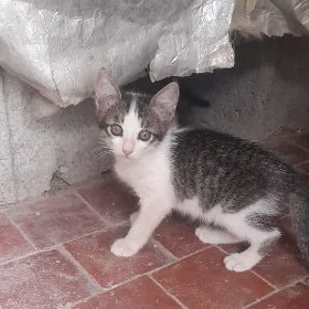 котенок