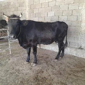 bakylan sygir