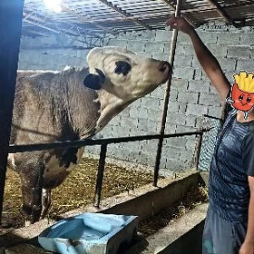simintal okuz howure diyilyan