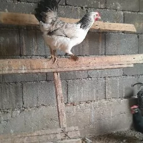 BALGAR
