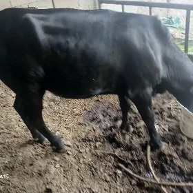 tüwe