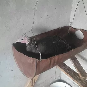 kuruk Induk